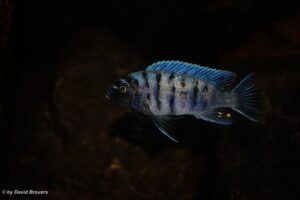 Metriaclima zebra 'Masinje'